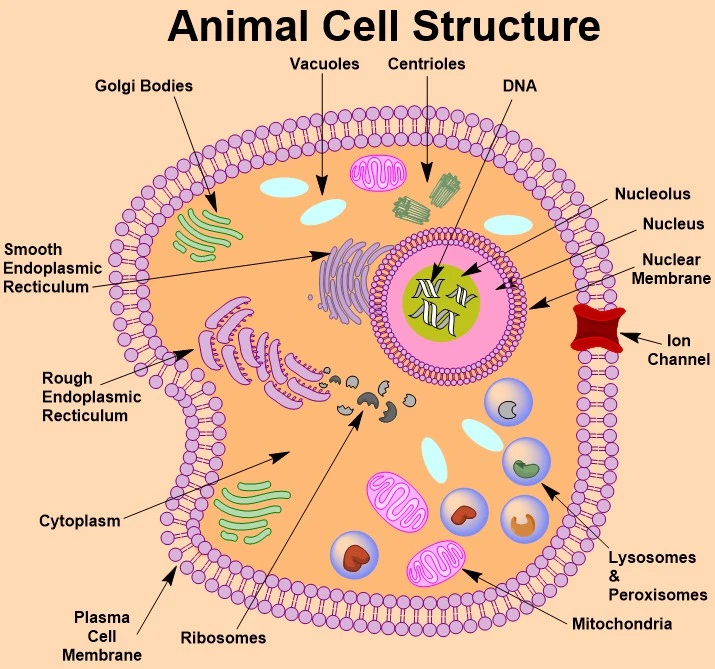 آموزش کم دراو