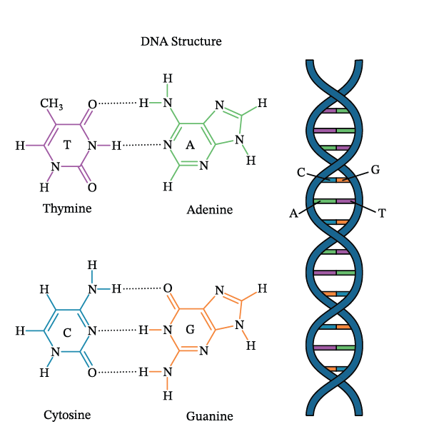 پیوند هیدروژنی